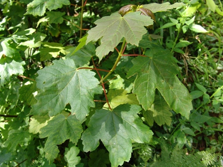 2_acer pseudoplatanus
